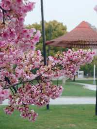 什麼神仙公園比櫻花還浪漫，超好拍