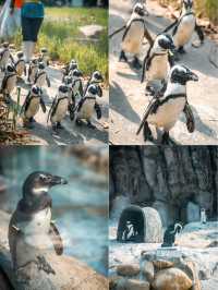 動物園遊記ᵕ̈終於看到軍軍和紅糖啦 附攻略