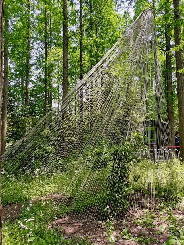 踏入這片綠色淨土，東平國家森林公園有多寶藏？