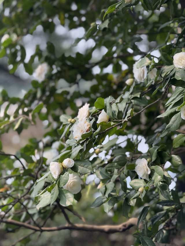 重慶鵝嶺公園山茶花傲然綻放，中式意境十足！