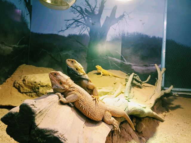 Nanning Zoo: Make The Visit Day To Be A Day of Joy
