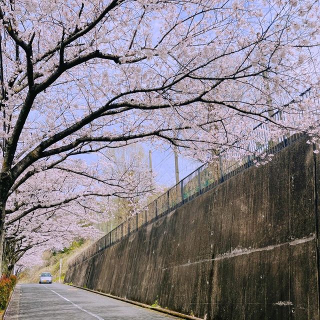 大阪超隱蔽小眾櫻花大道🌸 人少景美
