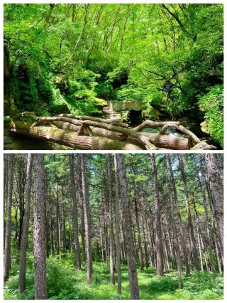 Liupan Mountain National Forest Park: Lush trees, a natural oxygen bar, and fresh air—come quickly!