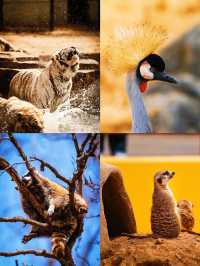 5. 北京野生動物園隱藏玩法，99% 的人都不知道？