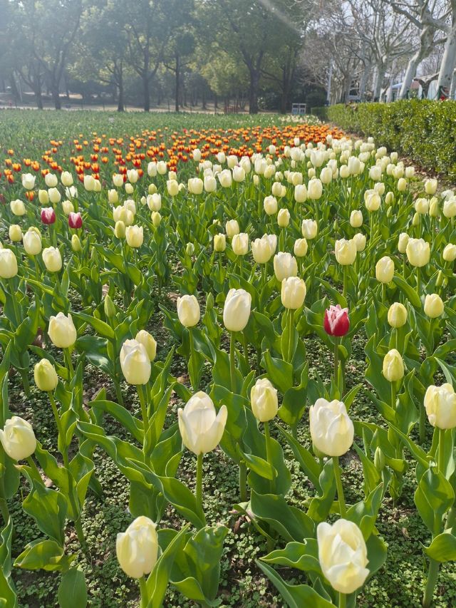 在上海的公園裡遇見了鬱金香花海，彷彿置身荷蘭