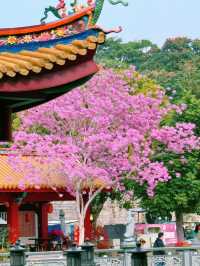 廈門春日賞花新去處！天竺岩寺紫花風鈴木