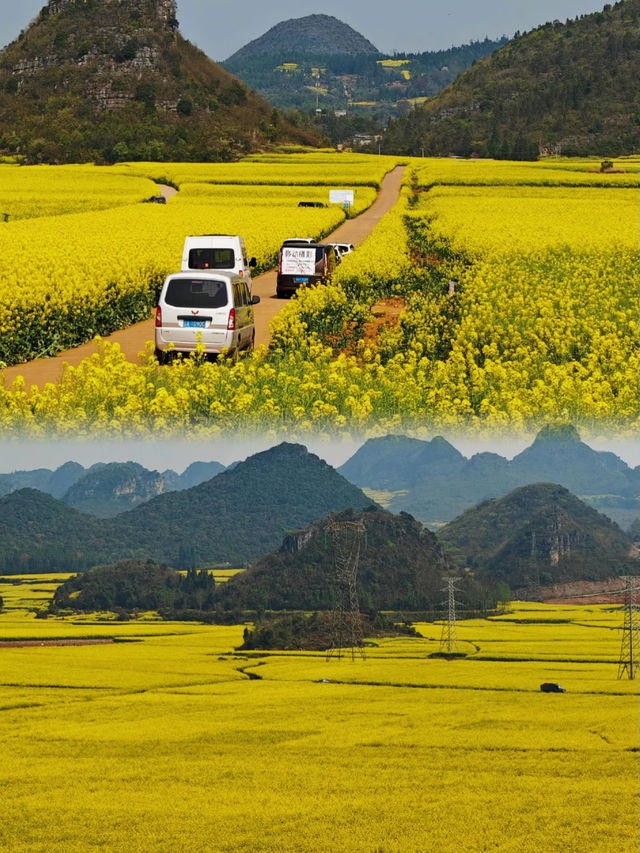 🪧雲南.羅平油菜花田