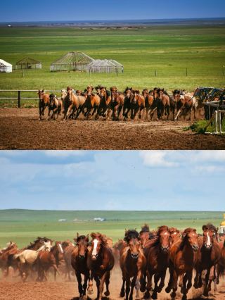 Sky Legend · Starry Feast: Decoding the Barhu Naadam