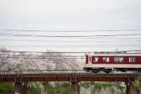 2024 Japan Cherry Blossom Season Summary (Recommendations and Avoidances)