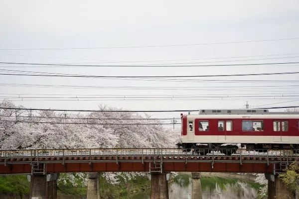 2024 Japan Cherry Blossom Season Summary (Recommendations and Avoidances)