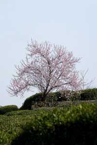 春光花事 栖山幽谷