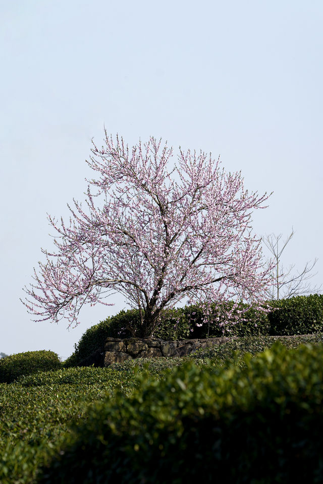 春光花事 栖山幽谷