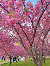 北京賞花了