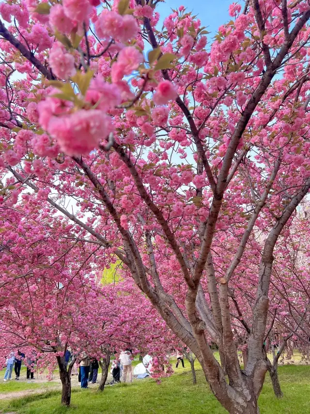 Cherry blossom viewing in Beijing