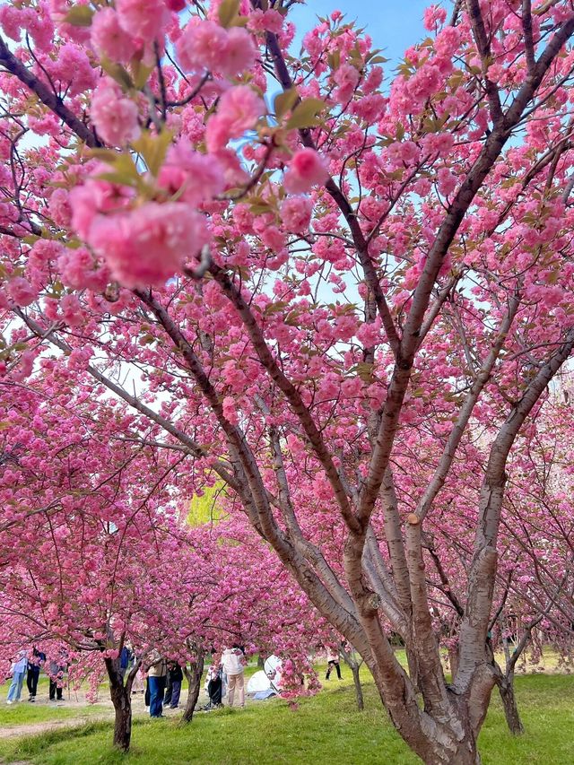 北京賞花了