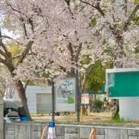 3.26🌸追櫻大成功！大阪城垂櫻已悄悄綻放