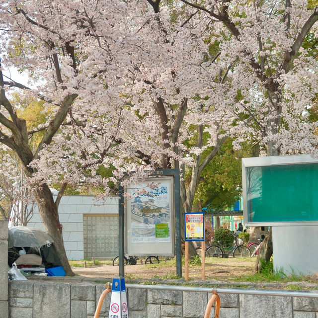 3.26🌸追櫻大成功！大阪城垂櫻已悄悄綻放
