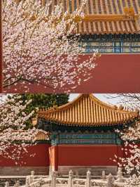 故宮賞花全攻略，錯過等一年！