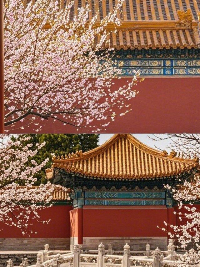 故宮賞花全攻略，錯過等一年！