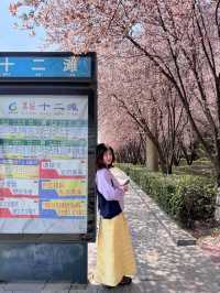 貴陽限定！被櫻花淹沒的公交站🌸