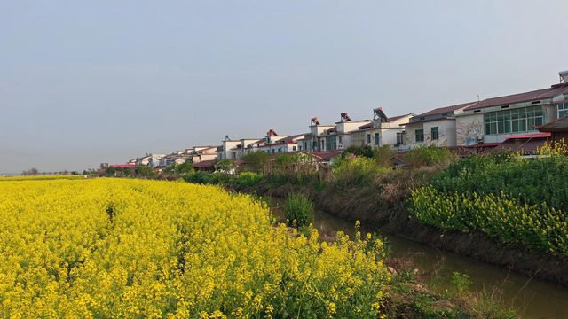 南縣羅文村旅遊｜呢一片五彩繽紛嘅油菜花係夢中嘅春天