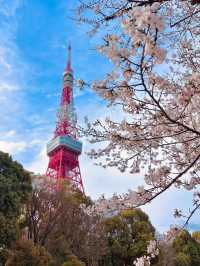 日本賞櫻🌸多條路線攻略請收好