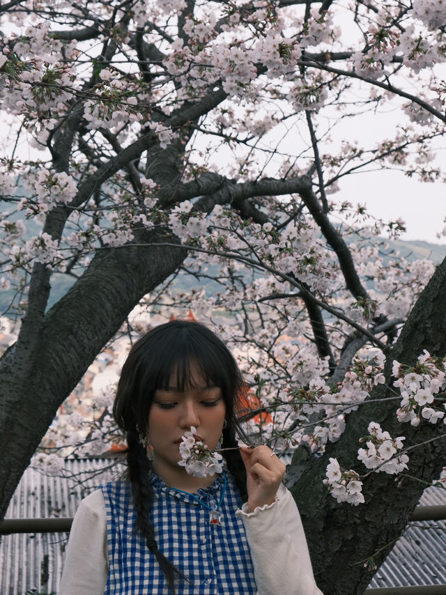 札幌円山公園櫻花大爆發！在地人私藏的夜櫻聖地攻略