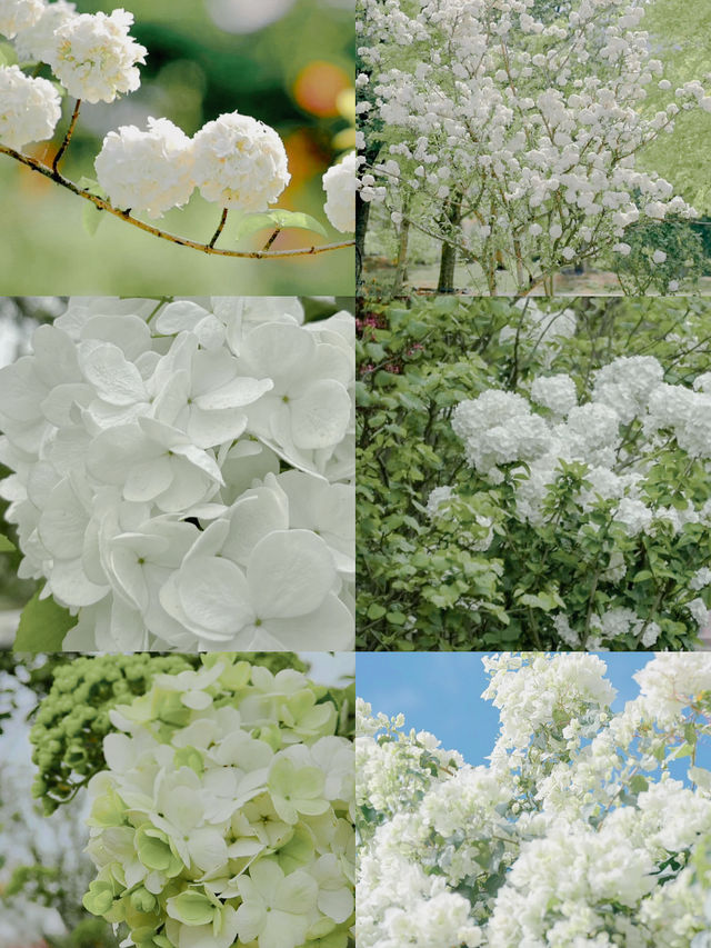 治癒系春日美照來花星球解鎖紫藤花