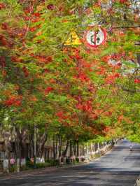 原來鳳凰花開的路口照進現實是這樣的