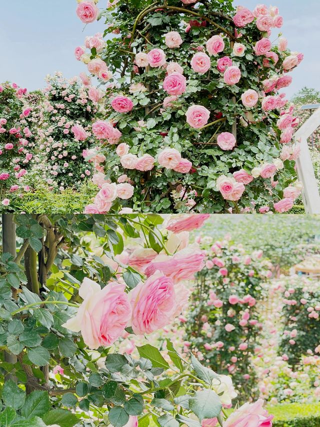 太倉玫瑰莊園：江南的浪漫詩行