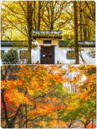 杭州小眾去處，秋景打卡地大揭秘