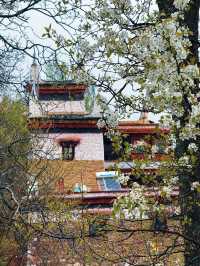 以藏式建築為背景嘅梨花先至係積致美學