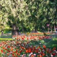 中山公園📍4月29日鬱金香🌹仍在盛放中