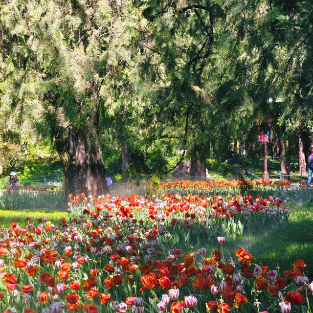中山公園📍4月29日鬱金香🌹仍在盛放中