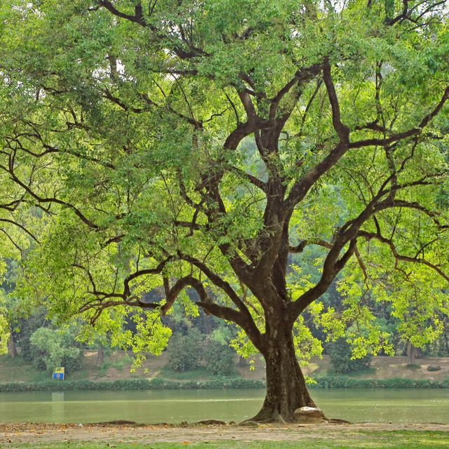 🌳廣州華南植物園｜闖入現實版綠野仙蹤！拍照遛娃全攻略