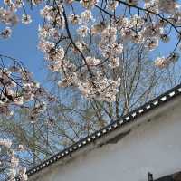 🌸福岡天神中央公園櫻花季全攻略！藏在花海中的百年秘境