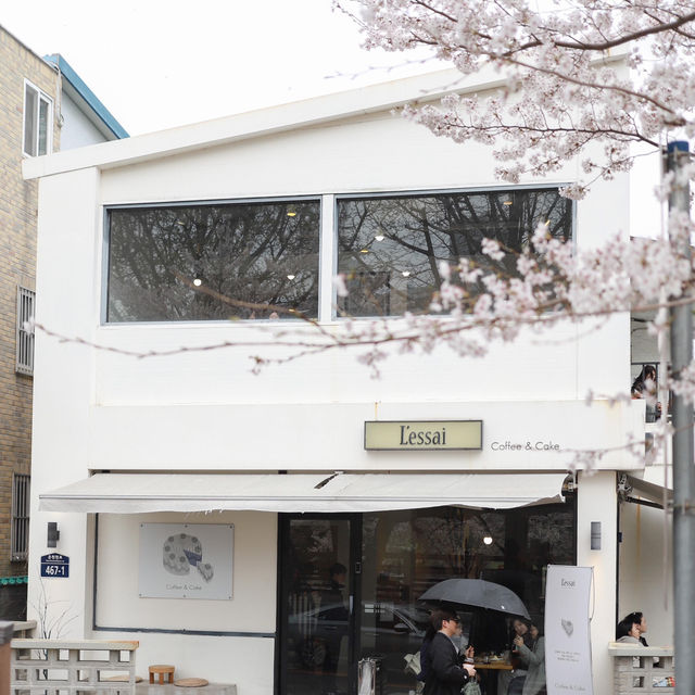 🌸釜山櫻花秘境大曝光！本地人藏著不說的絕美公園