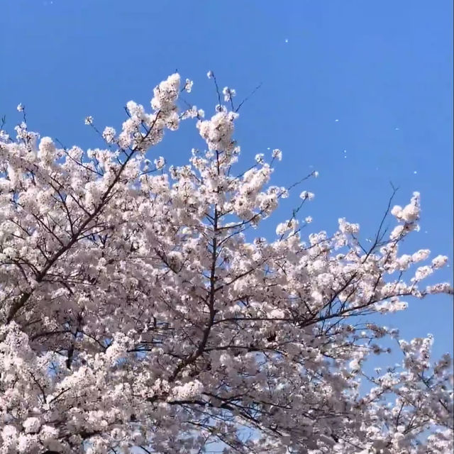 🌸貴州私藏！安順黃臘鄉櫻花園，闖入現實版莫奈花園