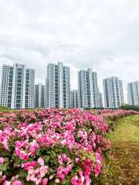義東高速廿三里入口，月季瀑布對話「雞毛飛上天」