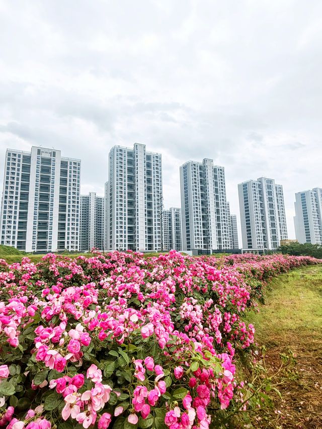 義東高速廿三里入口，月季瀑布對話「雞毛飛上天」