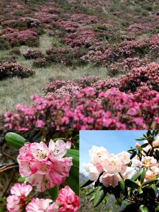 Spring Adventure in Huanggangliang: Encountering the Green Wonderland and Staying at Haoze Rui Li