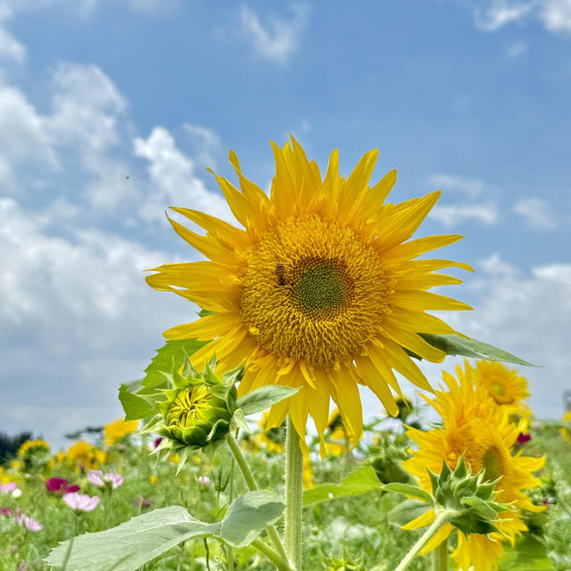 宮崎駿同款！藍天白雲下向日葵花海超絕