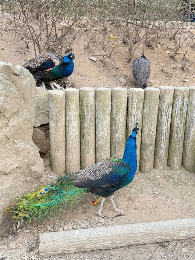 洛陽·宜陽｜竟然藏咗一個咁好玩嘅動物園！