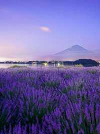 富士山的紫色情書河口湖的薰衣草花海