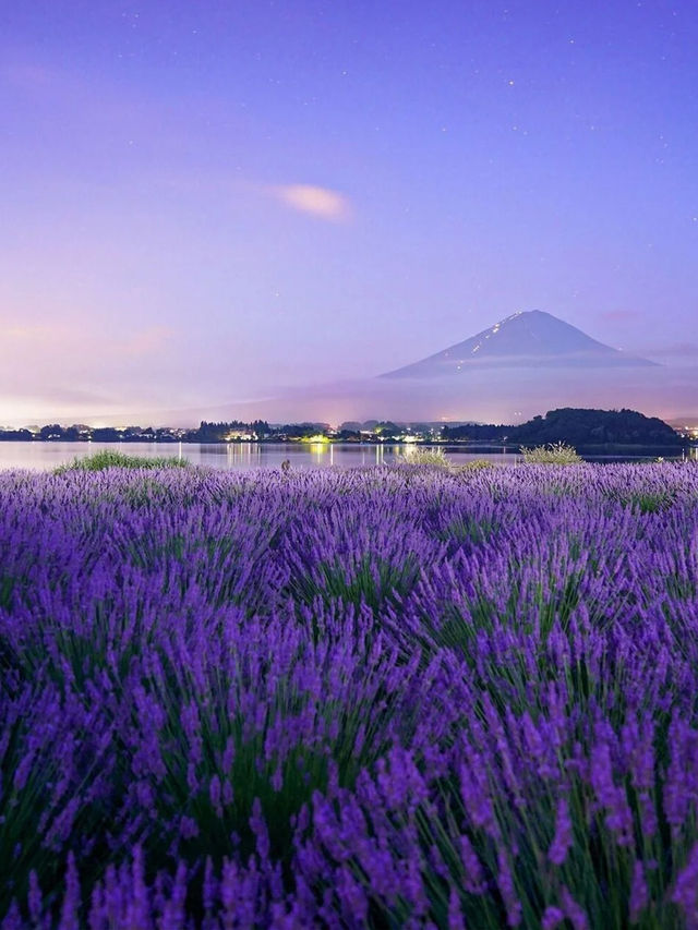 富士山的紫色情書河口湖的薰衣草花海