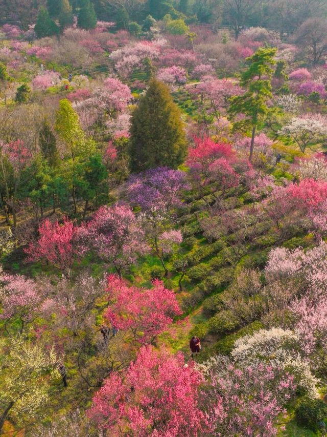 一篇攻略，話你知點樣玩轉南京鐘山風景區