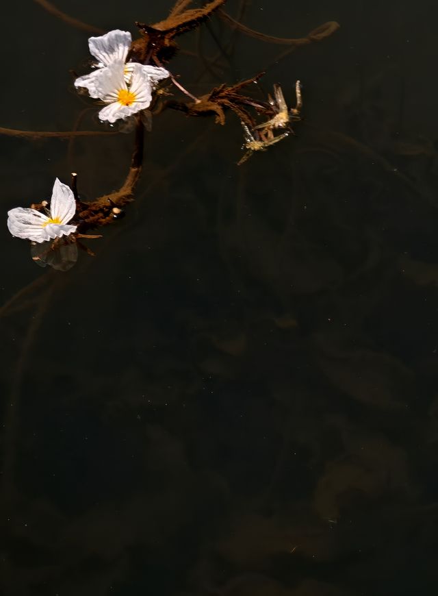 瀘沽湖嘅最後一瞥
