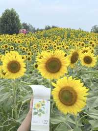 6.21直擊！美到窒息！免費夏日頂流向日葵花海盛開中🌻鮮熱出爐零濾鏡零修圖花況大公開！