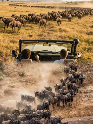 Tanzania Wildebeest River Crossing Guide】2025's Most Spectacular Natural Wonder! The Great Migration..
