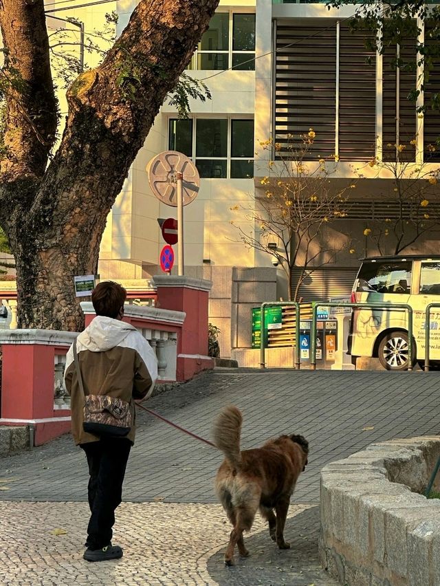 香港出發至澳門加思欄花園交通攻略 